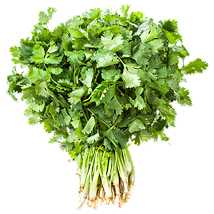 Cilantro