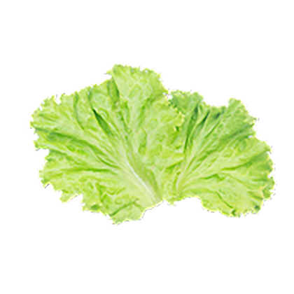 Iceberg