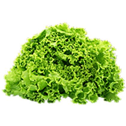 Lettuce