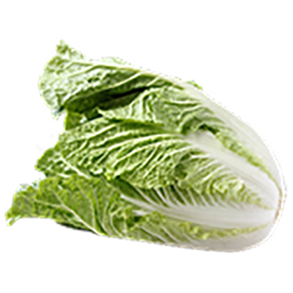 Napa Cabbage