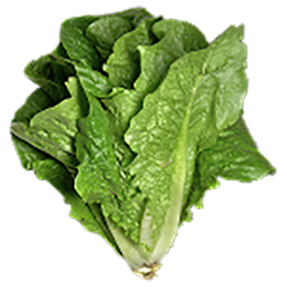 Romaine