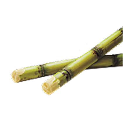 Sugarcane