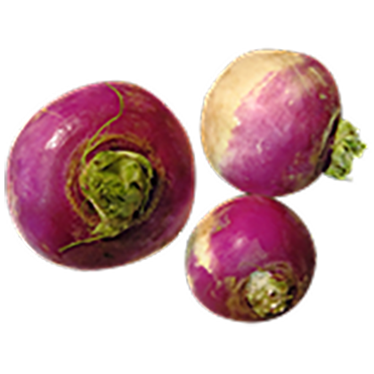 Turnip